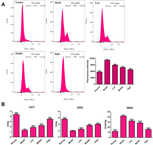 Figure 7 Effects of XYS (0.4, 0.8 and 1.6 mg/mL) on oxidative stress in PC12 cells after 24-h treatment. (A) Flow-cytometry results for ROS. (B) Levels of CAT, SOD and MDA. Data are the mean ± SD (n = 3). ***P<0.001 vs the model group (OGD/R-induced PC12 cells without treatment with XYS).