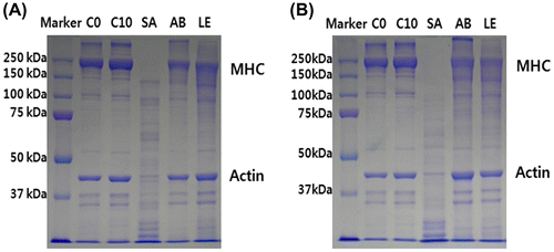 Fig. 1. Change in myosin heavy chain and actin in SDS–PAGE profile of the myofibrils prepared from Freeze drying mushroom powder 6 h (A) or 24 h (B) treated a slice of the bovine longissimus dorsi muscle. C0, control was the bovine longissimus dorsi muscle before treated; C10, control was the bovine longissimus dorsi muscle treated only distilled water; SA, the bovine longissimus dorsi muscle treated by freeze drying Sarcodon aspratus powder 5% (w/v); AB, the bovine longissimus dorsi muscle treated by freeze drying Agaricus bisporus powder 5% (w/v); LE, the bovine longissimus dorsi muscle treated by freeze drying Lentinula edodes powder 5% (w/v).