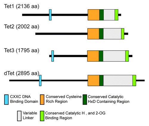 Figure 1. Domain architecture of human TET1, TET2, and TET3 and Drosophila melanogaster dTet. The conserved CXXC, cysteine-rich region and catalytic domain regions are indicated in blue, orange, and green, respectively.