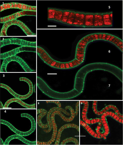 Figs 1–9. Localization of EPS from A. platensis MMG-9 using confocal laser scanning microscopy. Figs 1, 3. Overlaid images of autofluorescence and stained EPS with DTAF. Figs 2, 4. Spiral trichomes embedded in EPS stained with DTAF. Figs 5–6. Overlaid images of autofluorescence and stained EPS with CSA-TRITC. Fig. 7. Image of EPS stained with CSA-TRITC. Fig. 8. Staining with Con-A-FITC. Fig. 9. Staining with Alexa Fluor 488. Scale bars = 10 µm (Figs 1, 2), 15 µm (Figs 3, 4), 5 µm (Fig. 5), 10 µm (Figs 6–9). Red = cyanobacterial autofluorescence, green = EPS.