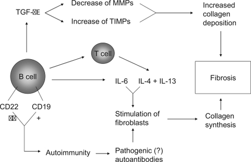 Figure 2 Potential pathways through which B cells mediate or contribute to fibrosis.