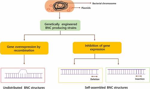 Figure 3. Genetic engineering stages in the production of bacterial nanocellulose