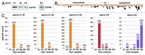 Figure 2. Identification of Eph receptors expressed in PC3 cells. (A) EphA2 and EphB4 were pulled down from PC3 prostate cancer cells by using the indicated ephrin Fc proteins and detected by immunoblot analysis. (B) Schematic representation of the EphA2 peptide coverage obtained from the 1 dimensional LC/MS/MS analysis of EphA2 pulled down with ephrin-A1 Fc in experiment #1 in (C). The extracellular, transmembrane (tm) and cytoplasmic regions of EphA2 are indicated. The peptides are represented as black lines with thickness proportional to the number of peptides with the same sequence identified in the sample (spectral counts). (C) The Eph receptors expressed in PC3 cells were pulled down with the indicated ephrin Fc proteins and identified by 1 dimensional LC/MS/MS analysis. The histograms show the spectral counts obtained for each Eph receptor, with the dark bottom portion of the bars representing the spectral counts that were assigned only to the indicated Eph receptor and the light top portion of the bars representing the spectral counts that could also correspond to other Eph receptors identified in the same experiment. The percentage of sequence coverage by all the peptides identified for each receptor is indicated above the bars. Three independent experiments are shown for ephrin-A1; the ephrin-A1 #3, ephrin-A5 and ephrin-B2 pull-downs were analyzed in parallel in the same experiment.