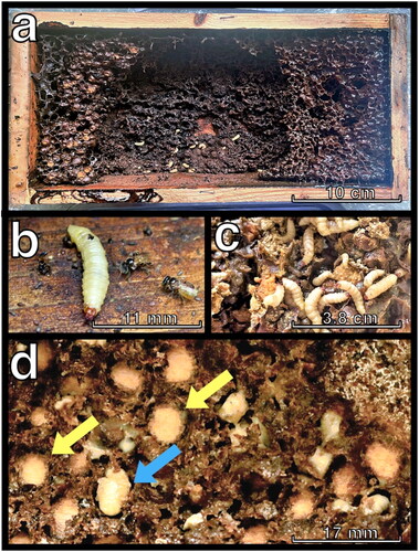 Figure 1. Tetragonula pagdeni colonies infested with Procoryphaeus violaceus: (a) A collapsed parasitized colony; (b) T. pagdeni workers with P. violaceus larvae; (c) P. violaceus larvae feeding in pollen pots; (d) P. violaceus pupation sites at bottom of the hive boxes. The blue arrow indicates a pupa, whereas yellow arrows indicate empty pupation sites from which adults most likely emerged.