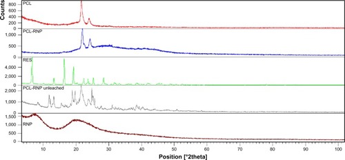 Figure 3 X-ray diffraction spectra of PCL, PCL-RNP, RNP, and resveratrol, confirming amorphization of resveratrol and crystalline nature of PCL in PCL-RNP. PCL-RNP unleached is the spectra of scaffolds before leaching which implies an absence of sucrose in PCL-RNP after leaching.Note: Spectra overlapped using X’Pert High score plus software.Abbreviations: PCL, polycaprolactone; RNP, resveratrol-loaded albumin nanoparticles; RES, resveratrol.