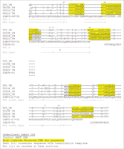 Figure 5. The sequence alignment of rabbit Fv and human germline sequences used as templates. Human germline IGHV3–66*01, IGHJ4*01, IGKV1–27*01 and IGKJ4*01 were used as the templates for humanization. FW1.4 and FW1.4 gen were used as the templates in a previous RabMAb humanization report.Citation33. The additional cysteine in position 80 (Kabat numbering) on the rabbit Vκ is replaced with proline in human germline template (IGKV1–27*01).