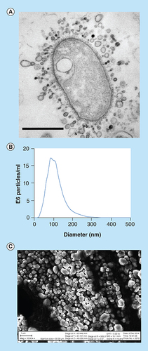 Figure 4. Bacterial outer membrane vesicles. (A) Image of Gram-negative bacteria-shedding OMVs throughout its entire outer membrane, scale bar 1 µm. (B) Nanosight size distribution of bacterial OMVs indicating a size range of 30–200 nm with an average of approximately 80 nm. (C) SEM image of gold-coated lyophilized OMVs purified by ultracentrifugation. The size range of the OMVs pictured are 50–400 nm, slightly larger than the nanosight due to the freeze drying and gold coating process used for visualization (scale bar indicates 1 µm length). Panel A image is reproduced with permission from © American Society for Microbiology.OMV: Outer membrane vesicle.