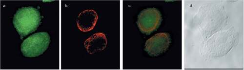 Figure 4. Choline containing lipids synthesized as the cells transverse mitosis colocalize with nuclear membrane marker. HeLa cells, synchronized by nocodazole, were incubated with 2 mM prop-Cho for 2 h. The cells were fixed and processed for immunofluorescence with Alexa 488-azide (a) and Cy3 conjugated anti-Mouse (for lamin A/C) (b) and analyzed by confocal microscopy (Olympus FV1000 microscope). (c) merged; (d) bright field.