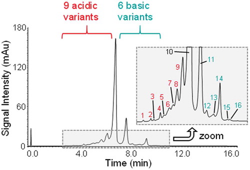 Figure 3. UV-chromatogram highlighting the charge variant separation of adalimumab. Sixteen different species were separated as detailed in the zoom window. The data were acquired using the optimised gradient for adalimumab (Table 1).
