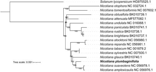 Figure 1. Maximum likelihood (ML) phylogenetic tree based on 16 Nicotiana species, using S. lycopersicum as an outgroup. The numbers on the node are the fast bootstrap value based on 1,000 replicates. The analyzed species and corresponding Genbank accession numbers are as follows: N. amplexicaulis NC_056976.1; N. attenuate NC_036467.1; N. debneyi NC_056977.1; N. glauca NC_056979.1; N. otophora NC_032724.1; N. repanda NC_056981.1; N. stocktonii NC_056980.1; N. suaveolens NC_056978.1; N. sylvestris NC_007500.1; N. tabacum NC_001879.2; N. tomentosiformis NC_007602.1; N. undulata NC_016068.1; N. knightiana BK010737; N. rustica BK010738; N. paniculate BK010741; N. obtusifolia BK010739; and S. lycopersicum HG975525.1.