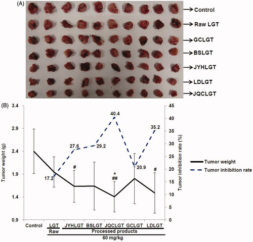 Figure 7. Effects of processed LGT treatment on the antitumour activity (A: Tumour picture and B: Tumour weight and inhibition rate) of LGT in S180 tumour-bearing mice. Significant differences compared with the control (Con) group as #p < 0.05 and ##p < 0.01, and with LGT raw product group as *p < 0.05.