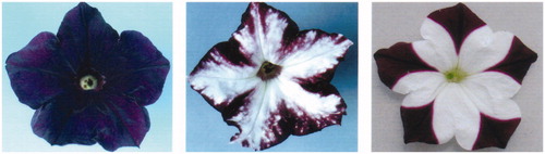 Figure 1. Example of petunia plants wherein genes for pigmentation are silenced by RNAi [Citation82].