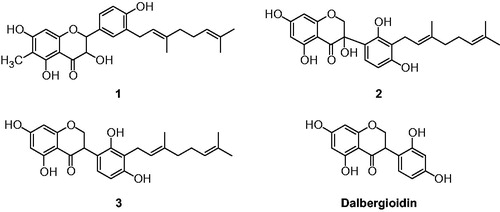 Figure 1. Chemical structures of isolated flavonoids (1–3) from the root bark of C. hirtella and parent compounds (dalbergioidin) of 3.