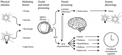 Fig. 1.  Schematic illustration of the neuroanatomical underpinnings of physiological effects of light. The intrinsically photosensitive retinal ganglion cells (ipRGCs) transmit environmental light information via the retinohypothalamic tract (RHT) to the central clock in the brain (SCN, suprachiasmatic nuclei); other direct projections of ipRGCs include thalamic and other brain regions. The response will depend on the light characteristics and/or other mediating factors. LGN: lateral geniculate nucleus; IGL: intergeniculate leaflet.