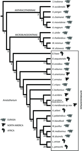 FIGURE 7 Biogeographic distribution and hypothesized phylogenetic relationships (calculated in PAUP 4.0b10) of Anthracotheriidae including Arretotherium meridionale, sp. nov., and A. acridens from the Toledo Bend L. F. (Albright, Citation1999). Data matrix includes 51 characters and 28 ingroup taxa; Siamotherium krabinese as the outgroup (modified from Lihoreau and Ducrocq, Citation2007). Pictured here is the strict consensus tree of the six most parsimonious trees resulted from the equally weighted branch-and-bound search (tree length = 120; CI = 0.583, RI = 0.829, HI = 0.41). At each node (bold numbers), the supporting unambiguous synapomorphies are 1, Antracotheriidae (20[1]); 2, Anthracotheriinae (7[1], 19[1]); 3, (18[1], 25[1], 35[1]); 4, (36[1]); 5, (16[1], 34[1], 38[1]); 6, Microbunodontinae (5[1], 6[1], 33[1]); 7, (26[1], 27[1], 32[1], 39[1], 40[1]; 8, (20[0], 37[1]); 9, Bothriodontinae (6[2], 17[1], 23[1], 39[2]); 10, (26[1], 27[1]); 11, (1[2], 2[2], 3[1], 4[2], 14[1], 20[0], 28[1], 44[2]); 12, (17[2], 18[1], 29[1], 35[1]); 13, (4[1], 33[1]); 14, (6[0], 7[1], 8[3], 24[1], 38[2], 39[1]); 15, (12[1]); 16, (20[0], 45[1]); 17, (4[1], 18[0]); 18, (6[1], 24[0]); 19, (11[1], 14[1], 23[0], 35[0], 44[1]); 20, (13[1], 21[1]); 21, (41[1]); 22, (18[0], 28[1]); 23, (39[0]); 24, (17[3], 40[2]); 25, (1[1], 9[2], 10[1], 11[2], 30[1], 31[1], 42[1], 49[1].