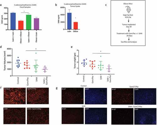 Figure 5. SAM reverted effect of obesity induced therapy resistance: SAM was increased in Lean≫Obese FMT animals in fecal (a) sample. SAM was decreased in Obese animals (b). Schema showing experimental set up SAM treatment in high fat diet fed, pancreatic tumor bearing mice (c). SAM decreased tumor volume (d) and weight (e). Treatment with SAM also decreased collagen (f) and Ki67+ cells (g).