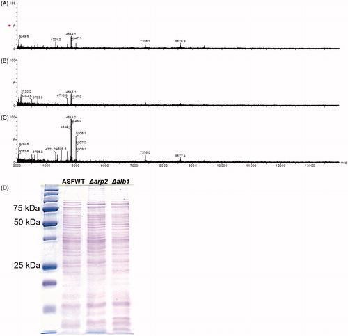 Figure 3. +MALDI qTOF MS fingerprint mass spectra. (A) A. fumigatus WT. (B) Δarp2. (C) Δalb1. Spectra are representative of three independent fungal cultures. Spectra are presented on a fixed y-axis (% relative abundance) and optimized between the m/z range of 3000–14000 u. (D) SDS page banding pattern of conidial extracts.