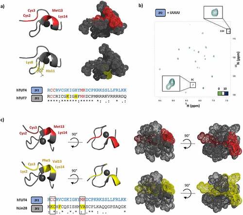 Figure 2. The CCHC ZnF domain binds RNA using different surfaces in different protein-RNA complexes. a) Top: The protein-RNA interaction surfaces in the hTUT4 ZnF2-CGGA (NMR) and hTUT7 ZnF2-UU (X-ray) complexes are mapped in red (top) and yellow (bottom) respectively on the structure of hTUT7, which is here displayed using both a cartoon and surface representation, for clarity of visualization. bottom: the same colour coding is used to map the interactions on the sequence alignment of hTUT4 and hTUT7 ZFs2. b) O verlay of [15 N1 H] HSQC spectra of ZnF2 with UUUU at protein to RNA ratios 1 to 0 (green) and 1 to 10 (dark blue). The region containing the Cys3 and His11 residues has been enlarged. no significant chemical shifts perturbation is observed, indicating the lack of meaningful interactions. c) Top left, and right of this panel: the protein-RNA interaction surfaces in the hTUT4 ZnF2-CGGA and hLin28 ZnF2-AGGAGAU NMR complexes were mapped in red (top) and yellow (bottom) respectively on the structure of hLin28 ZnF2, which is here displayed using both a cartoon and surface representation, for clarity of visualization. Bottom left of the panel: the same colour coding is used to map the residues on the sequence alignment of the two domains. The two residues with the largest chemical shift changes upon RNA binding are the same in the hTUT4 and hLin28 complexes and they are highlighted with a box