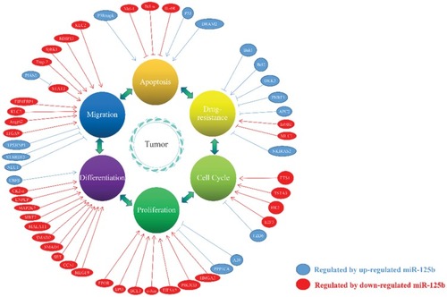 Figure 1 The role of miR-125b in the development of cancer.