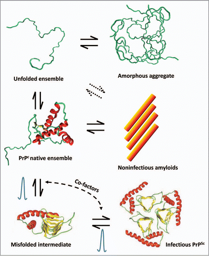Figure 1 Diagram of multiple species in equilibrium with PrPC. Depending on the solution conditions, PrPC can form different types of aggregates. Amorphous aggregates arise from nonspecific protein aggregation pathways through the denatured state. Under partially denaturing conditions, PrPc can also form amyloid-type of structures which appear not to be infectious in animal models. The formation of PrPSc is depicted as an exquisite time-dependent misfolding process with the putative presence of an intermediate. The bell-shaped curves represent the apparent high energy barriers precluding PrPC from forming infectious aggregates under normal conditions. These barriers may be associated to complex processes such as β-helix folding and nucleation. The presence of co-factors such as poly-anions, lipids and yet unknown molecules can also modulate these reactions.