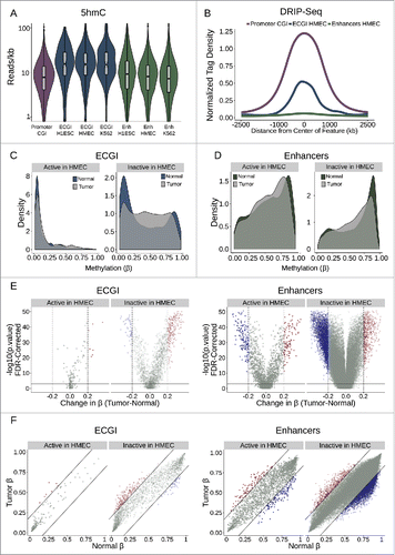 Figure 7. Active ECGI are resilient to aberrant methylation in cancer (A) Distribution in tag density (reads/kb) of 5-hydroxymethylcytosine (5hmC) among promoter CGI vs. ECGI or classical enhancers active in the indicated cell type (5hmC Capture-seq data; IMR90 cells). (B) Mean normalized DRIP-seq (primary fibroblasts) tag densities in 10 bp bins for +/−2.5 kb from the center of promoter CGI vs. ECGI and classical enhancers active in HMEC. (C, D) Density of the average methylation level (β) per feature as determined by 450K Methylation Array in normal breast tissue (n = 97) or primary breast tumors (n = 781, TCGA). ECGI active in HMEC vs. inactive in HMEC are those CGI that overlap H3K27Ac/H3K4me1 peak and HMM enhancer definitions in HMEC vs. those called active in at least one other cell line assayed by the same criteria but absent from HMEC. Classical enhancers active vs. inactive in HMEC were similarly defined but do not overlap a CGI. (E) Volcano plot showing the change in the average DNA methylation (β value) per genomic feature among normal or breast tumor samples. Blue features are those ECGI/Enhancers significantly hypomethylated (FDR<0.01 and change in β < −0.2), and red features are those significantly hypermethylated (FDR<0.01 and change in β > 0.2). Active and inactive ECGI vs. classical enhancers are as defined in panels C and D. (F) Relationship between the average DNA methylation (β value) for each ECGI/ Enhancer between normal and breast tumor samples. Lines represent an average change in β of 0.2. Active and inactive ECGI vs. classical enhancers are as defined in panels C and D.