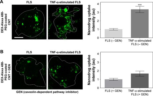 Figure 3 Caveolin-mediated endocytosis affects uptake of DEX-PEG-coated CNT in TNF-α-stimulated FLS.Notes: (A, B) FLS and TNF-α-stimulated FLS were pretreated with 200 μM caveolin-mediated endocytosis inhibitor (GEN) for 30 min and then treated with 0.5 μg/mL DEX-Alexa 488-labeled PEG-coated CNT for 2 h. The fluorescence was visualized by confocal microscopy (×400) and densitometric analysis. Scale bar: 20 μm. The results are presented as mean ± SEM (n=10). ***P<0.001, as compared with GEN non-treated group in TNF-α-stimulated FLS.Abbreviations: CNT, carbon nanotube; DEX, dexamethasone; FLS, fibroblast-like synoviocytes; GEN, genistein; PEG, polyethylene-glycol; SEM, standard error of the mean; TNF-α, tumor necrosis factor-α.