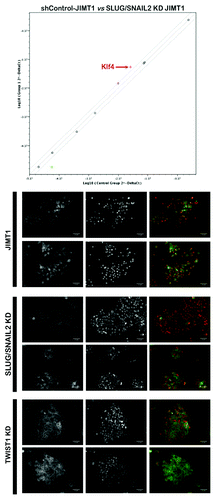 Figure 4. Top: Specific regulation of the reprogramming factor Klf4 in response to the genetic ablation of the EMT factor SLUG/SNAIL2 in trastuzumab-refractory JIMT1 cells. Bottom: Restoration of E-cadherin along the basolateral membrane in response to the genetic ablation of the EMT transcription factors SLUG/SNAIL2 and TWIST1.