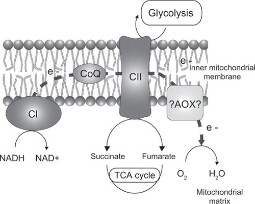 Figure 3 A schematic representation of the Plasmodium falciparum metabolic pathways perturbed under salicylhydroxamic acid treatment. Glycolysis and mitochondrial respiratory chain pathways based on the Ginsburg website are represented.Citation50