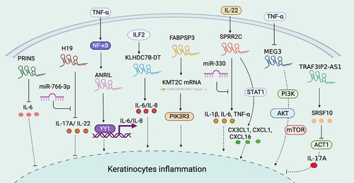 Figure 2. Summary of lncRNA-mediated mechanism that contributes to keratinocyte inflammation. PRINS targets IL6 mRNA to suppress inflammation. H19 reduces the expression of inflammatory cytokines such as IL−17A and IL−22, while miR−766-3p impairs the H19-mediated regulation. The NF-κB-dependent expression of ANRIL forms a functional complex with transcription factor YY1 and binds to the IL−6 and IL−8 promoters to activate their expression. ILF2 enhancement of IL−6 and IL−8 expression in psoriasis is dependent on KLHDC7B-DT. FABPSP3 enhances KMT2C mRNA stability, which activates inflammatory signaling pathways and promotes the secretion of inflammatory mediators by enhancing PIK3R3 transcription. SPRR2C promoted the expression of inflammatory cytokines, such as IL−1β, IL−6, and TNF-α, in an IL−22-induced cell model. SPRR2C also enhanced CX3CL1, CXCL1, and CXCL16 expression by activating the STAT1 signaling pathway. However, miR−330 negatively affected SPRR2C-mediated regulation. The TNF-α-dependent expression of MEG3 aggregated keratinocyte inflammation by activating PI3K–AKT–Mtor signaling. TRAF3IP2-AS1 binds to SRSF10 to block the recruitment of ACT1 and thereby inhibit the IL−17A-induced pro-inflammatory effects. YY1: Yin Yang 1; PIK3R3: phosphoinositide 3-kinase regulatory subunit 3; CX3CL: the C-X3-C motif chemokine ligand; CXCL: chemokine (C-X-C motif) ligand; PI3K: phosphoinositide 3-kinase; MAPK: mitogen-activated protein kinases.