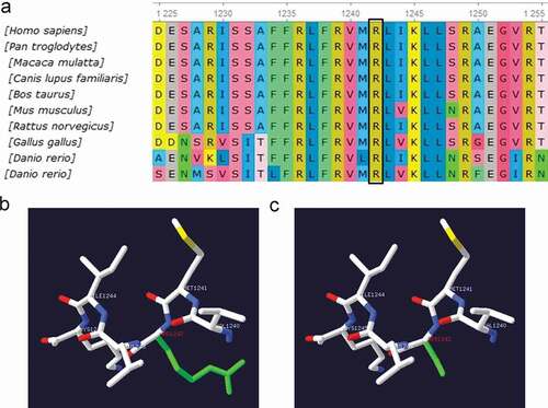 Figure 4. (a) Conservation of amino acid at the R1242S mutation site in different species. The amino acid sequence of R1242S mutation site was aligned with other species. (b) The tertiary structure prediction of protein in the wild type. (c) The tertiary structure prediction of protein in the mutant. R1242S mutation causes a conformational change in the protein structure (Green)