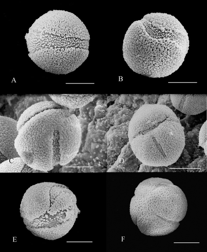 Figure 2 A–F. Pollen of Nelumbo with abnormal apertures. A. N. lutea, grain with one wide aperture, which is uneven in width, extending around the grain. B. N. lutea, grain with one curved aperture. C. N. lutea, grain with two apertures. D. N. lutea, grain with two apertures visible. E. N. lutea, grain with one bifurcating aperture visible. F. Nelumbo ‘Sword Dance’, tetracolpate grain with four apertures present. Scale bars – 20 µm.