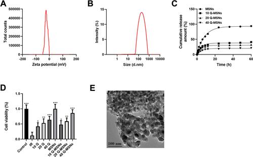 Figure 1 Physicochemical characterization and drug release kinetics of Q-MSNs. (A) Potential characterization of Q-MSNs. (B) Particle size characterization of Q-MSNs. The particle size was about 100–150 nm. (C) Drug release kinetics in vitro. (D) Effect of quercetin on the cell state of myocardial cells during hypoxia/reoxygenation injury. (E) Q-MSNs electron micrograph, with a scale of 100 nm. There was inhibition on cell death in both Q group and Q-MSNs group. At the same concentration, Q-MSNs had a better effect, and among different concentrations of Q-MSNs, 40Q-MSNs had a better effect.