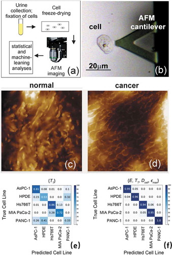 Figure 8. Deep Neural Networks coupled with cell biomechanics. (a) Methodology schematic of collection, sample preparation and detection analysis of prostate cancer cells by AFM+DNN. (b) Optical image showing AFM probe and cell before imaging. The morphology of cell surface 10 × 10 μm2 by sub-resonance tapping mode is shown for normal (c) and cancer (d) specimens. Adapted with permission from [Citation128]. Confusion matrices showing the performance of the DNN algorithm for (c) cell transit time δ, and (d) a set of parameters: elastic modulus E, transit time TT, cell size Dcell, and maximum strain εmax. Rows represent the true cell line; columns represent the predicted cell line. Colour scale denotes the proportion of cells predicted as each cell type. Adapted with permission from [Citation129]