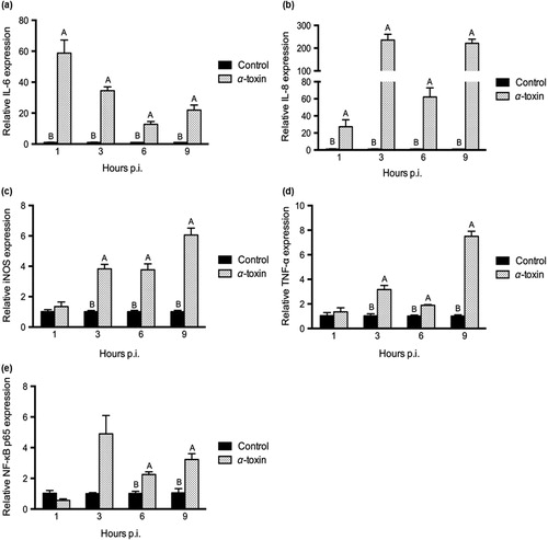 Figure 7. Quantification of cytokines and NF-κB p65 transcripts in primary chicken intestinal epithelial cells stimulated with commercially available α-toxin at 1000 U/L for 1 h, 3 h, 6 h and 9 h. Mock stimulation was used as control. RNA was isolated at various hours post infection (p.i.). Data are present as means and SE (n = 3). Bars not sharing a common uppercase letter differ significantly (P < 0.05). IL, interleukin; iNOS, inducible nitric oxide synthase; TNF-α, tumour necrosis factor α; NF-κB, nuclear factor kappa B.