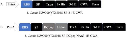 Figure 1. Schematic illustration of plasmids pTX8048-SP-DCpep-3-1E-CWA. The synthesized fusion fragment SP-DCpep-linker-TrxA-His6 consists of signal peptide (SP) of L. lactis secretion protein Usp45, dendritic cell-targeting peptides (DCpep) (Curiel et al., Citation2004), linker sequence (G4S)2, coding sequence of trxA protein and His6 amino acid was cloned into Nco I/Bam H I sites of pTX8048-SP-3-1E-CWA plasmid (A) (Ma et al., Citation2017) to generate pTX8048-SP-DCpep-3-1E-CWA (B).