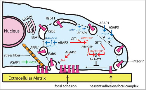 Figure 2. Roles of Arf GAPs in regulation of integrin adhesion complexes. The cartoon illustrates 3 mechanisms by which Arf GAPs can affect integrin adhesion complexes and the potential sites of action of the Arf GAPs in cells. First is by signaling through Rac1 and through phosphorylation (red arrows). Rac1•GTP blocks the transition of nascent adhesions and focal complexes to focal adhesions. Arf6•GTP facilitates Rac1 activation. GIT1 and ARAP2 reduce Rac1•GTP levels by reducing Arf6•GTP levels through GAP activity. GIT2 decreases Rac1•GTP levels by a Crk-dependent mechanism not yet defined (indicated by a question mark) that does not involve Arf6. Phosphorylation of FAK and FAK kinase activity also control integrin adhesion dynamics. Change in phosphorylation of FAK consequent to overexpression of AGAP2 has been found to reduce stability of integrin adhesions. The second mechanism by which Arf GAPs affect integrin adhesion complexes is by control of membrane trafficking of integrins (blue). This mechanism is used by at least 4 Arf GAPs: ACAP1, ARAP2, ASAP1 and ASAP3. ACAP1 functions on a tubulovesicular recycling compartment containing Arf6•GTP and Arf6•GTP is required for integrin recycling from this compartment. ARAP2 functions with Arf6 at a distinct endocytic compartment involved in the trafficking of integrins. ASAP1 and ASAP3 affect recycling of integrins but the specific compartment has not been defined. Furthermore, a role for GAP activity of ASAP1 and ASAP3 in integrin recycling has not been established nor whether ASAP3 is inhibitory or stimulatory. The third mechanism is by control of actomyosin, used by ASAP1, which directly binds to nonmuscle myosin 2A (NM2A, green).