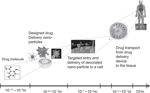 Figure 1 The drug delivery process as is spans across multiple spatial scales.