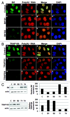 Figure 7. Cytoplasmic polyadenylated RNA increases following depletion of Btf but not TRAP150. HeLa cells were transfected with control siRNA, (A) siRNA oligos specific for Btf (BtfSi1 and BtfSi2) or (B) siRNA oligos specific for TRAP150 (TRAPSi1 and TRAPSi4). Cells were processed 72 h post-transfection for RNA-FISH using Texas Red-conjugated oligo-dT50 to visualize polyadenylated RNA. (C) Immunoblots and corresponding densitometry plots showing relative expression levels of Btf or TRAP150. Beta-actin was used as a loading control. Data set shown is a representative of three independent experiments having similar results. Scale bar, 5 µm.