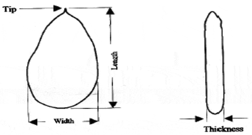 Figure 1. Melon dimensions