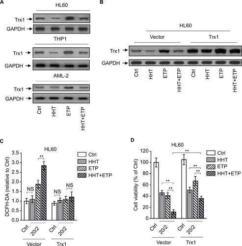 Figure 4 HHT causes elevated ROS generation by disabling thioredoxin-mediated antioxidant defense.Notes: (A) HL60, THP1, and primary AML cells (AML-2) were treated with vehicle control (Ctrl), HHT, ETP, or in combination as indicated for 48 hours. The protein expression of Trx1 was determined by Western blot. GAPDH was used as a loading control. The representative images (left) and the quantification of band intensity (right) are shown. (B–D) HL60 cells stably overexpressing vector or Trx1 were treated as in (A). (B) The protein expression of Trx1 was determined by Western blot. GAPDH was used as a loading control. The representative images (upper) and the quantification of band intensity (lower) are shown. (C) The intracellular ROS level was detected by flow cytometry analysis using DCFH-DA. Results relative to Ctrl are shown. (D) Cell viability was determined via trypan blue exclusion assay. Results relative to Ctrl are shown (%). Data were obtained from at least three independent experiments and analyzed by Student’s t-test. Data are expressed as mean ± SD. **P<0.01.Abbreviations: AML, acute myeloid leukemia; DCFH-DA, dichlorofluorescein diacetate; ETP, etoposide; HHT, homoharringtonine; NS, not significant; ROS, reactive oxygen species.