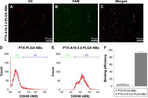 Figure 1 Detection of binding between NBs and A10-3.2 aptamer using LCSM and FCM.Notes: (A) DiI-labeled NBs showing red fluorescence. (B) FAM-labeled A10-3.2 aptamer showing green fluorescence. (C) Overlap of the A10-3.2 aptamer with NBs appearing as yellow fluorescence in the combined channel. (D) PTX-PLGA NBs. (E) PTX-A10-3.2-PLGA NBs. (F) Average binding efficiencies of different NBs.Abbreviations: DiI, 1,1′-dioctadecyl-3,3,3′,3′-tetramethylindocarbocyanine perchlorate; FAM, carboxyfluorescein; FCM, flow cytometry; LCSM, laser confocal scanning microscopy; NBs, nanobubbles; PLGA, poly(lactide-co-glycolic acid); PTX, paclitaxel.