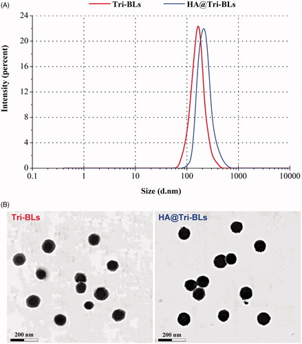 Figure 1. Particle size distribution (A) and TEM micrographs (B) of Tri-BLs and HA@Tri-BLs characterized by dynamic light scattering (DLS) and transmission electron microscope (TEM).