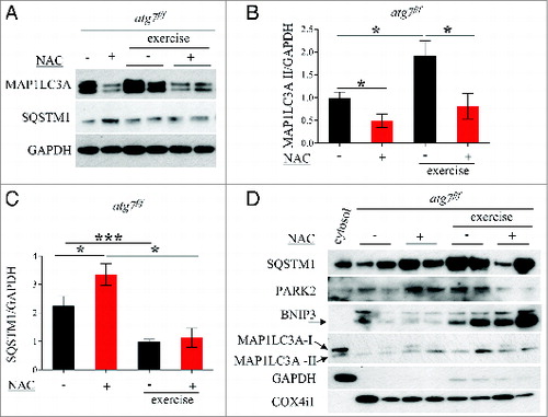 Figure 8. NAC treatment reduces basal autophagy in atg7f/f mice. (A) Representative western blots for SQSTM1 and MAP1LC3A-I/MAP1LC3A-II pre-exercise and postexercise in atg7f/f mice in the presence or absence of NAC. (B and C) Histograms representing the densitometric quantification of (B) MAP1LC3A-II and (C) SQSTM1 (n = 5 each condition, P < 0.05). (D) Representative immunoblots showing the presence of SQSTM1, MAP1LC3A-II, BNIP3, PARK2, COX4I1/COXIV on isolated mitochondria from pre-exercised and postexercised atg7f/f muscles in the presence or absence of NAC. GAPDH immunoblot indicates the purity of the enriched mitochondrial fraction.