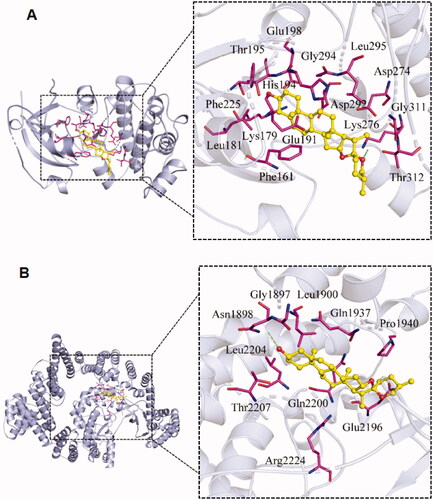 Figure 7. Molecular docking of diosgenin with the targets of RP compounds, AKT1, and mTOR. The binding mode between the small diosgenin ligand molecule and the receptor protein AKT1 (A) and the receptor protein mTOR (B). In both pictures, the 3 D docking model (left) is enlarged in the binding pocket site (right side within the dashed box). The AKT1 and mTOR are depicted in gray with their amino acids which are interacting in purple.