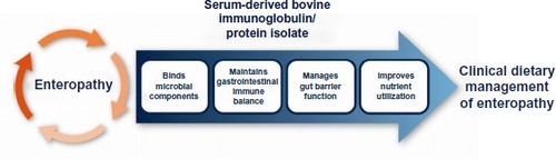 Figure 2 Proposed mechanism of action for serum-derived bovine immunoglobulin/protein isolates to aid in the management of enteropathy.