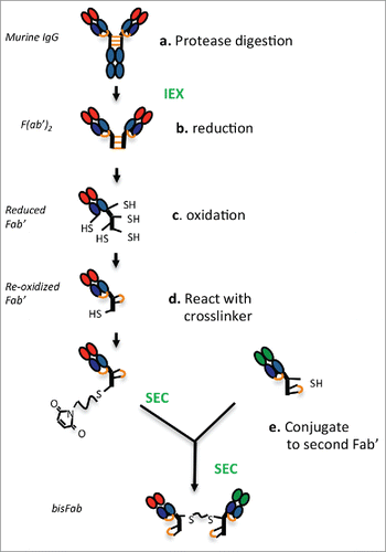 Figure 1. Schematic diagram showing the main steps involved in producing bispecific bisFabs from murine IgGs. Purification steps are indicated in green font. The inter-chain disulfide bonds are indicated in orange. (a) The purified IgGs are digested with the proteases indicated in Table 1. to generate F(ab’)2. (b) Reduction with TCEP releases the monomeric Fab’ molecules and reduces the heavy-light chain disulfide bond. (c) Re-oxidation of the thiol groups re-form the heavy-light disulfide bond while cyclizing a pair of cysteines in the hinge, leaving a single reduced cysteine. (d) The reoxidized Fab’ is reacted with an excess of bismaleimide crosslinker. (e) the resulting modified Fab’ is conjugated to a second Fab’ with a different specificity.