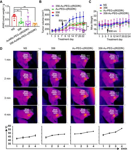 Figure 5 Chemo-photothermal combined therapy of 356 and 356-loaded NPs (356: 10 μmol/kg, 356-AuNRs-c(RGDfK) containing 1 μmol/kg 356 and 1 mg/kg AuNRs-c(RGDfK), AuNRs-c(RGDfK): 1 mg/kg) (A) The weight of A549 tumor. (B) Tumor volume changes of the mice during the administration period. (C) Changes in body weight during the administration period. (D) The representative pictures showing temperature changes at the tumor sites during laser irradiation and average temperature changes of the tumor sites. Pictures were taken at the ninth day of drug administration. * represents p < 0.05, ** represents p < 0.01.