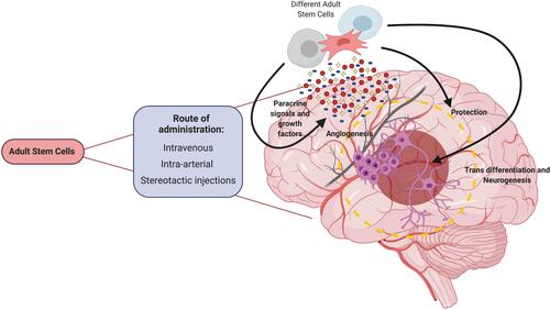 Figure 1 Schematic depicting the clinical application of different cells in stroke patients. The cells were delivered in one of three ways, intravenously, intra-arterially, or via stereotactic injections. Once administered, the cells play a role in providing paracrine signals and growth factors to facilitate angiogenesis and cell regeneration, immunomodulatory effects that serve to protect the neurons from further damage caused by inflammation, and finally, trans-differentiation of stem cells. Data from Dabrowska S, Andrzejewska A, Lukomska B, Janowski M.Citation19 Created with BioRender.com.