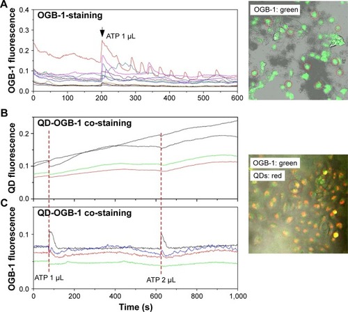 Figure 6 Cytoplasmic Ca2+ concentration modulations in control and 3MPA-QD-treated HUVECs by ATP stimulation.Notes: (A) Representative OGB-1 fluorescence signals in several individual HUVEC cells (different colored curves) responding to ATP stimulation. (B and C) HUVECs were first co-incubated with QDs and OBG-1 for an hour, and then, the medium was replaced. QD fluorescence signals (pseudocolor red) and OGB-1 signals (pseudocolor green) detected under ATP stimulation. Red-dashed vertical lines mark the time of ATP stimulations. Image sizes =424×424.27 µm2.Abbreviations: HUVEC, human umbilical vein endothelial cell; ATP, adenosine 5′-triphosphate; QD, quantum dot.
