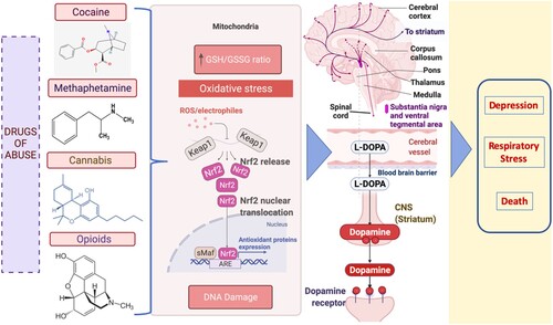 Figure 1. Dopamine release is upregulated by drug-induced redox imbalance in psychostimulant use. The illustration shows that the excess ROS produced due to the depletion of glutathione (GSH) in mitochondria promotes the oxidation of dopamine in neuronal cells. Consequently, dopamine autooxidation generates ROS again. The dopamine reaching its supramaximal levels in the brain due to psychostimulants generates oxidative stress attributed to the development of several neurodegenerative diseases. ARE -antioxidant response element; Nrf2 (nuclear erythroid 2-related factor 2); Keap1- Kelch-like ECH-associated protein 1;sMaf- Small Maf proteins.